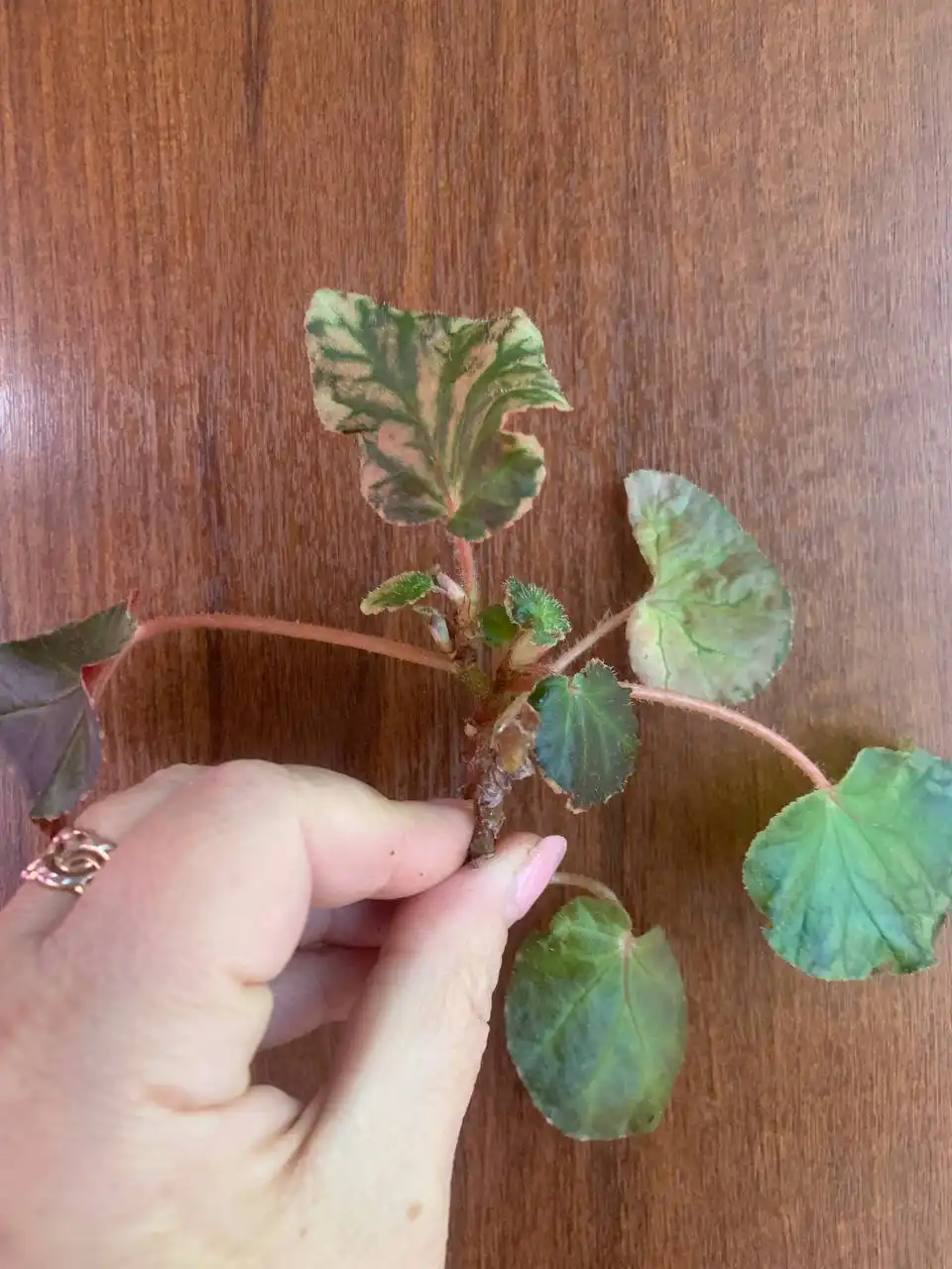 Черенок бегонии Midnight sun ампельной