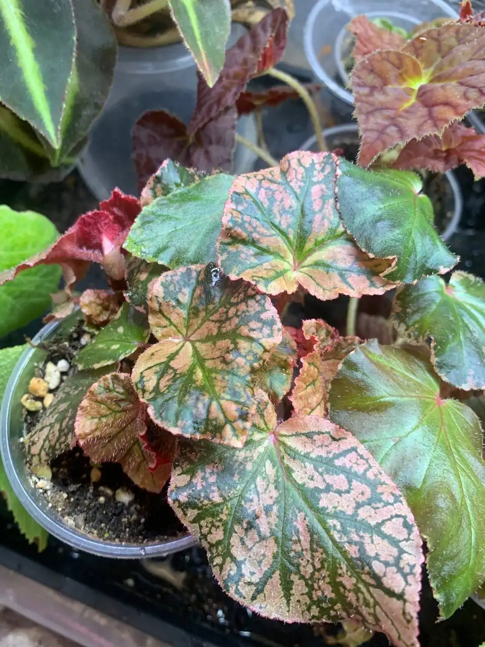 Черенок бегонии Midnight sun ампельной