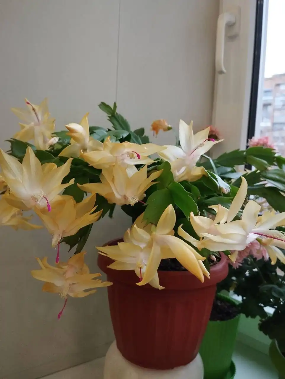 Декабрист укоренённые черенки