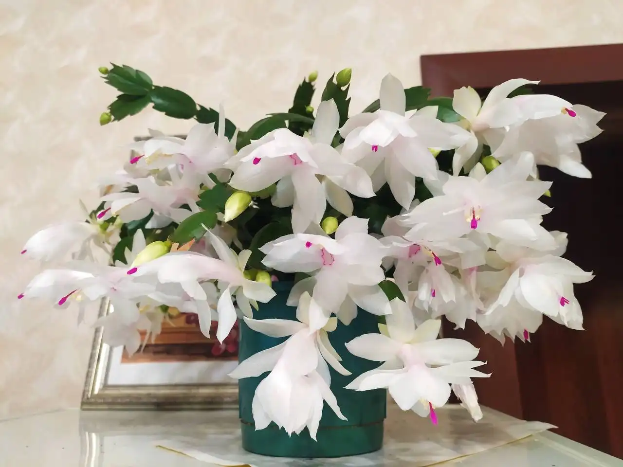 Декабрист укоренённые черенки