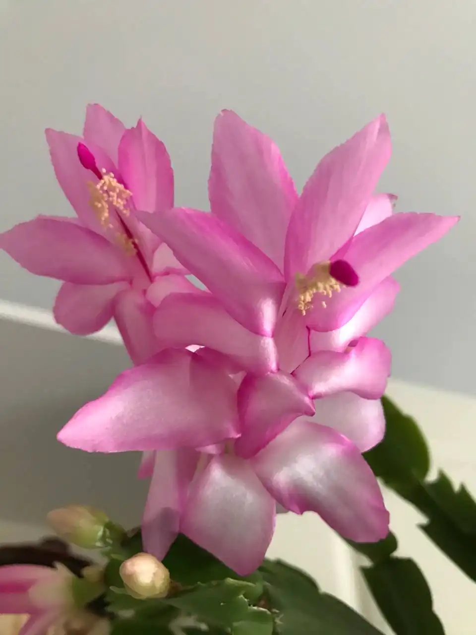 Декабрист укоренённые черенки