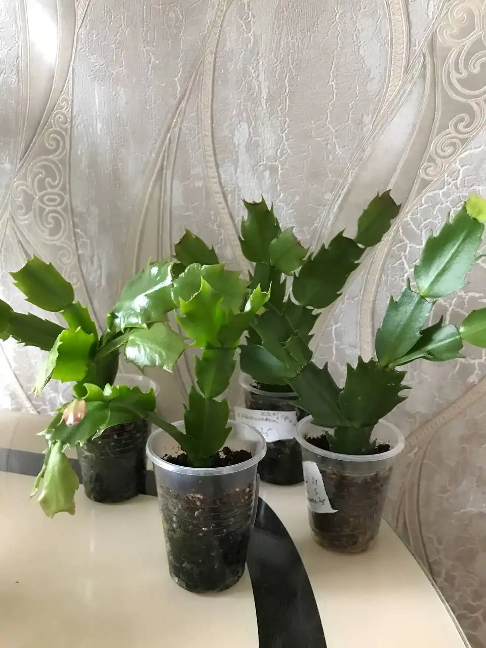 Декабрист укоренённые черенки