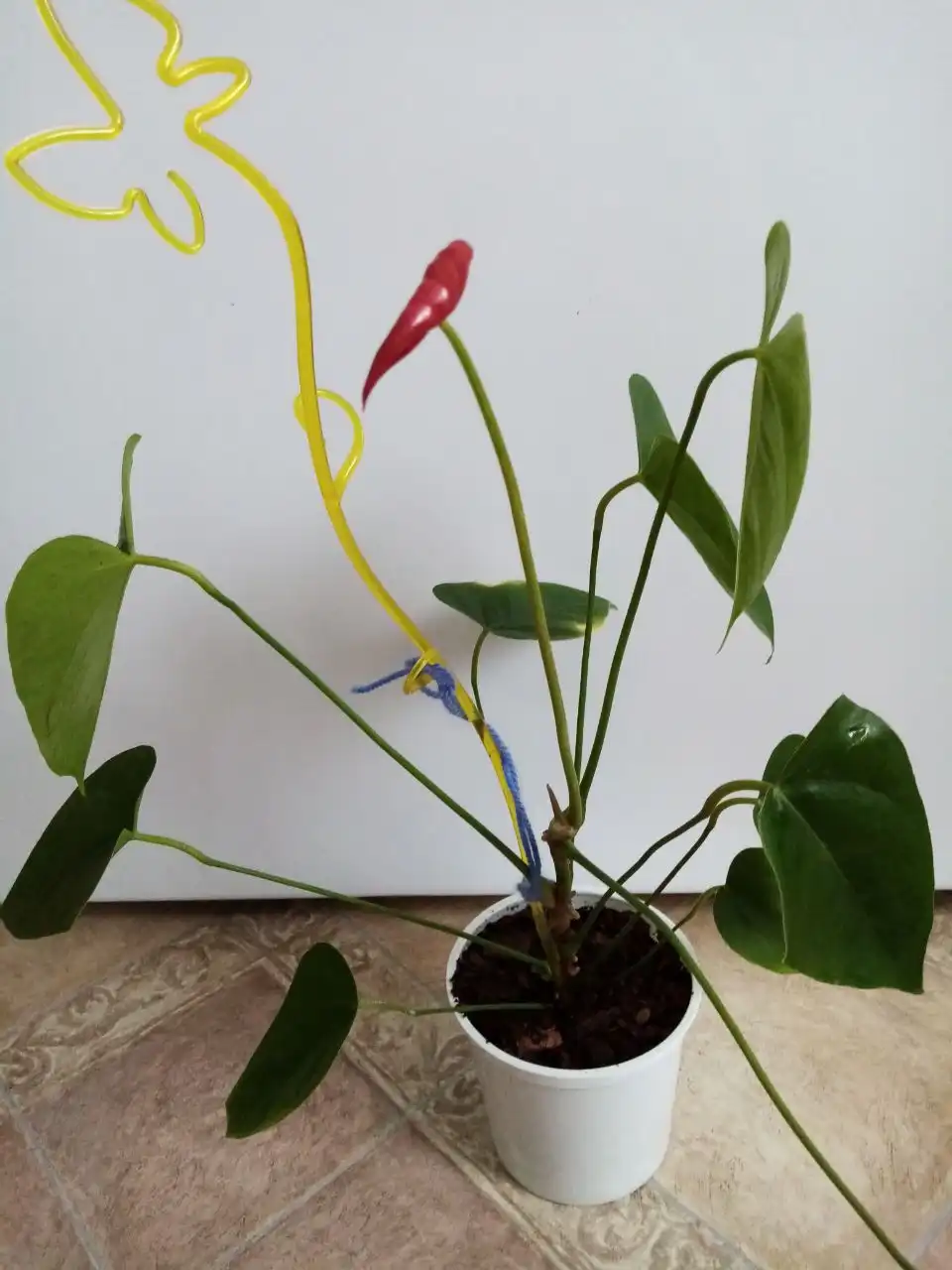 Антуриум Арион комнатное растение - Комнатные растения (Барахолка) в Оренбург