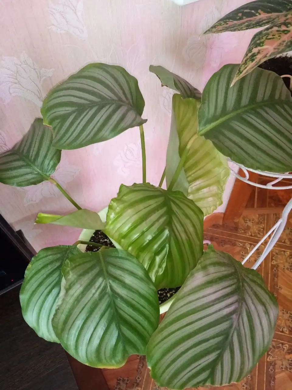 Калатея Орбифолия - Комнатные растения (Для дома и дачи) в Оренбург