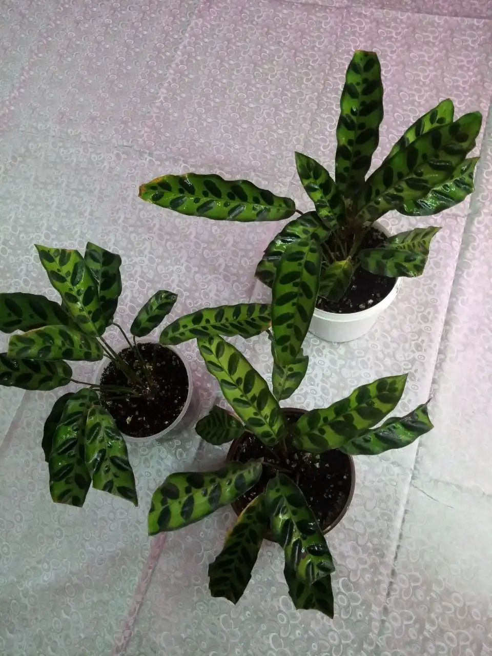 Калатея Лансифолия в Оренбурге - Комнатные растения (Хобби и отдых) в Оренбург