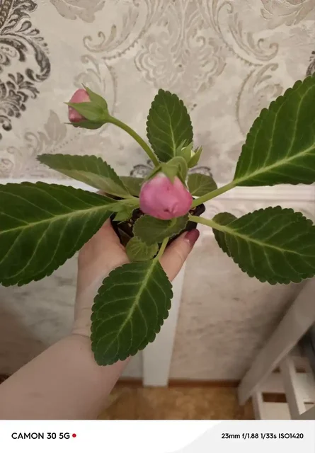 Глоксинии махровые комнатные растения - частное объявление в Оренбург