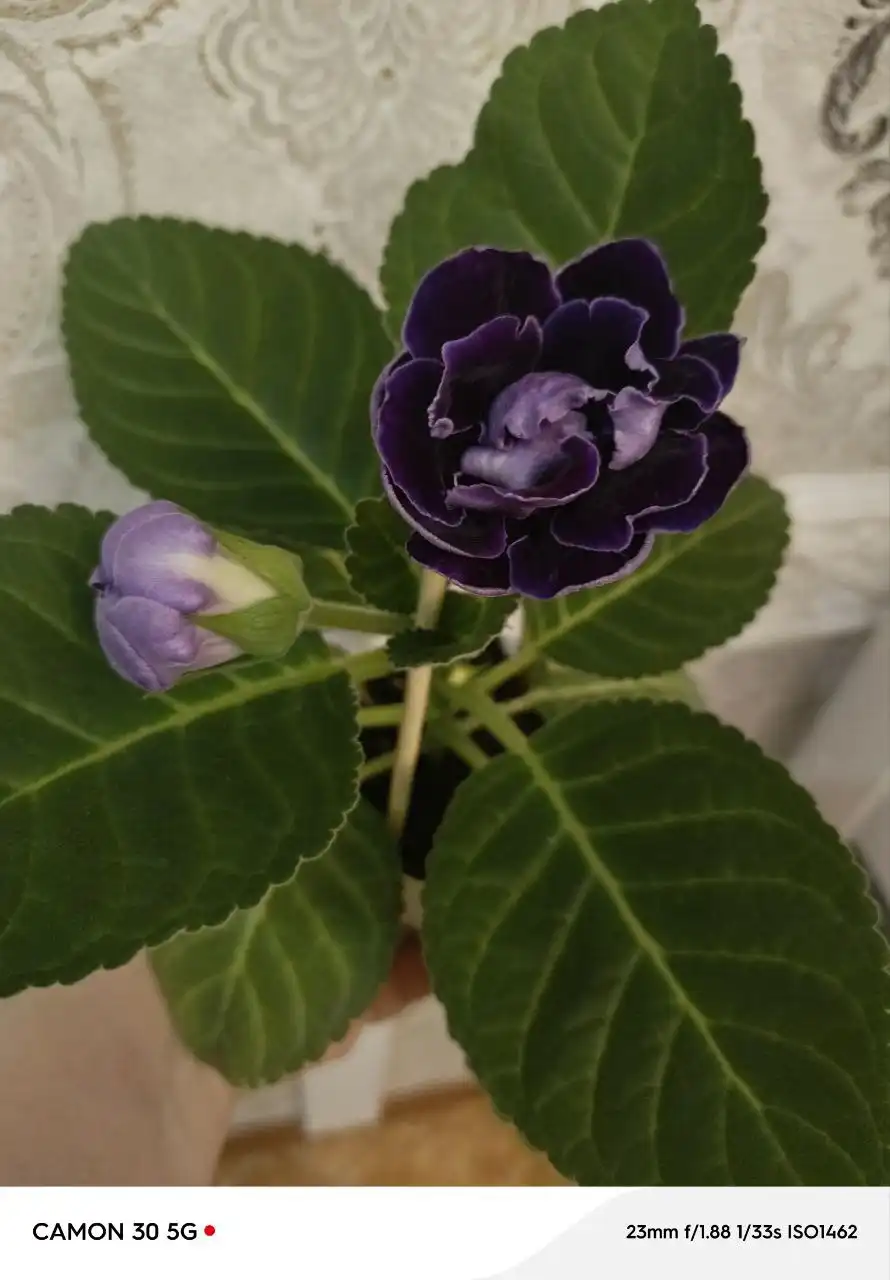 Глоксинии махровые комнатные растения - Комнатные растения (Хобби и отдых) в Оренбург