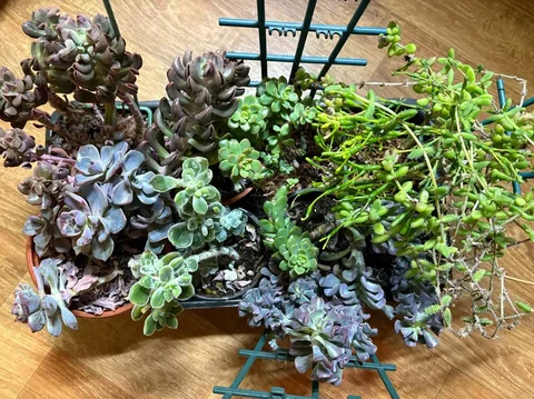 Суккуленты на срез и в горшочках - Хобби и отдых в Оренбург
