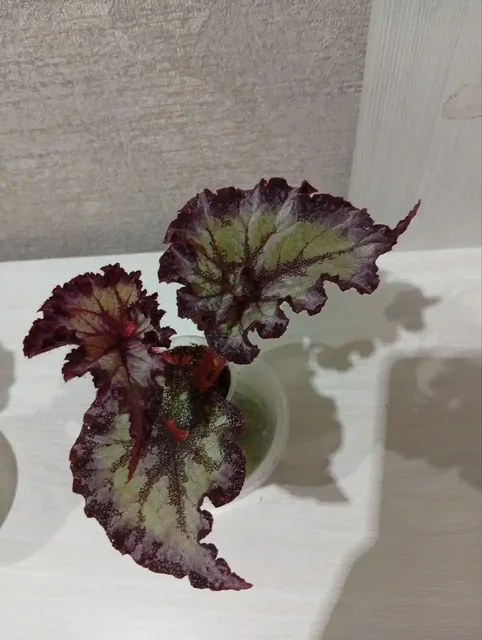 Бегония декоративно-лиственная - Хобби и отдых в Оренбург