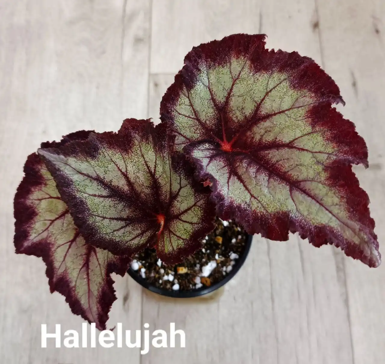 Бегония декоративно-лиственная - Комнатные растения (Хобби и отдых) в Оренбург