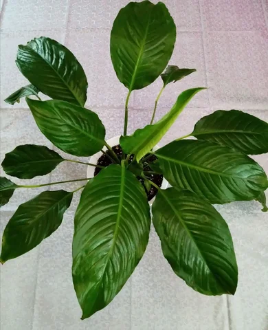 Спатифиллум взрослое растение с деткой - Комнатные растения в Оренбург
