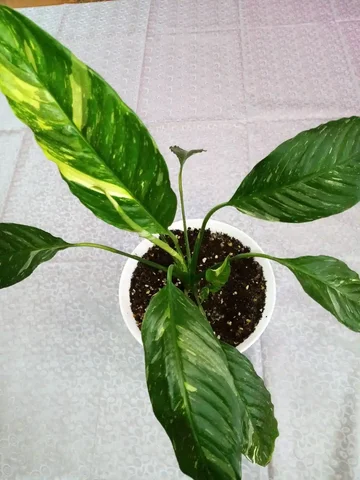 Спатифиллум вариегатный с деткой - Комнатные растения в Оренбург