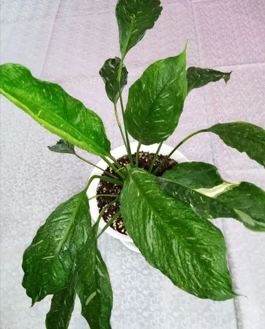 Спатифиллум Джемини с жатыми листьями - Кухонная техника в Оренбург