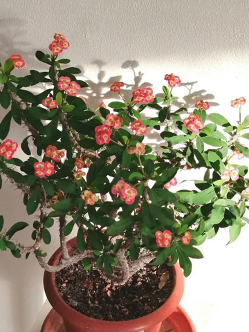 Молочай Миля комнатное растение - Билеты в Оренбург