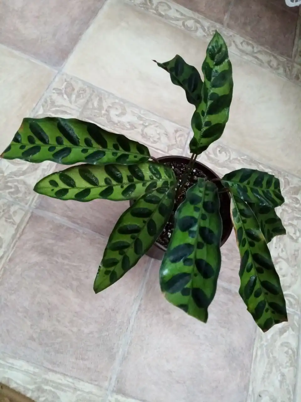 Продажа комнатного растения Калатея Лансифолия - Комнатные растения (Хобби и отдых) в Оренбург