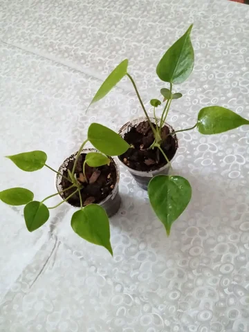 Антуриум красный - Охота и рыбалка в Оренбург