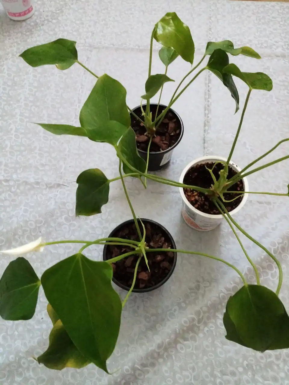 Антуриум лили вайт - Комнатные растения (Хобби и отдых) в Оренбург