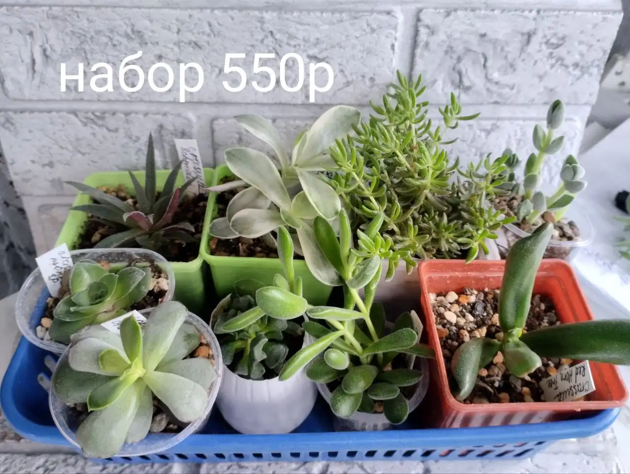 Комнатные растения на Салмышской 74 - Комнатные растения (Хобби и отдых) в Оренбург