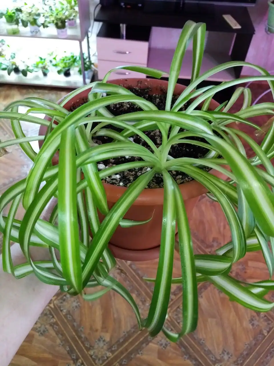 Хлорофитум кучерявый Бони без горшка - Комнатные растения (Хобби и отдых) в Оренбург