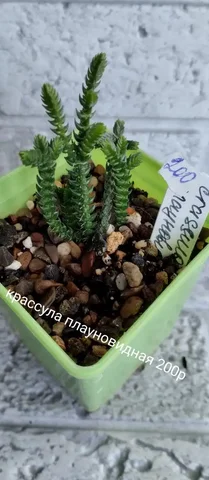 Продажа комнатных растений в Оренбурге - Охота и рыбалка в Оренбург