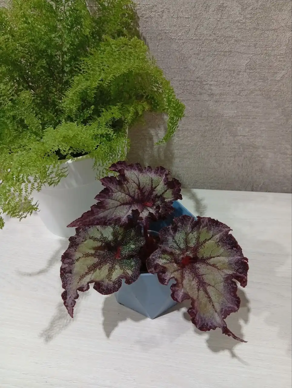 Продажа бегонии декоративно-лиственной в Оренбурге - Комнатные растения (Барахолка) в Оренбург