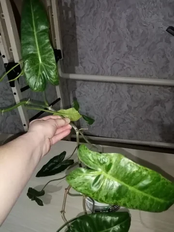 Филодендрон paraiso verde - Охота и рыбалка в Оренбург