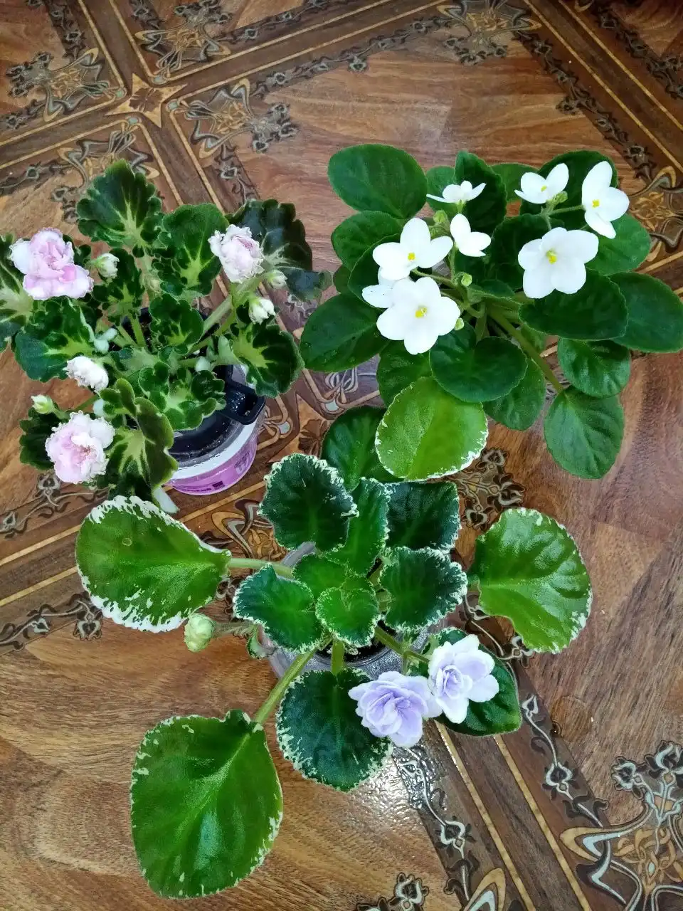 Цветущая фиалка - Комнатные растения (Хобби и отдых) в Оренбург