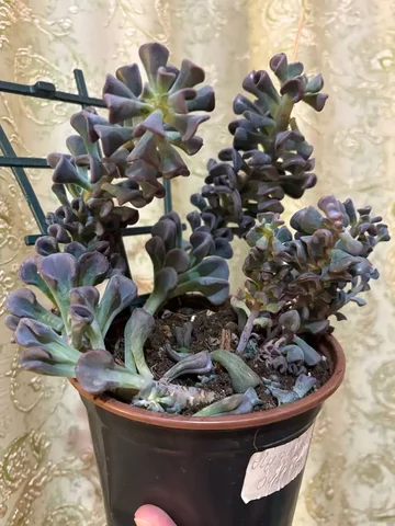 Эхиверия Кубик Фроста в Оренбурге - Семена растений в Оренбург