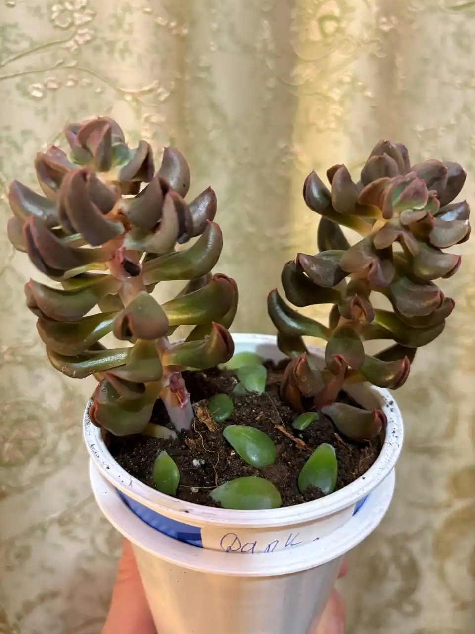 Продажа эхиверии Дарк Ведер в Оренбурге - Комнатные растения (Хобби и отдых) в Оренбург