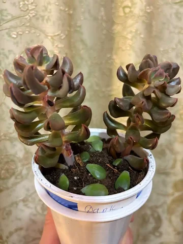 Продажа эхиверии Дарк Ведер в Оренбурге - Семена растений в Оренбург