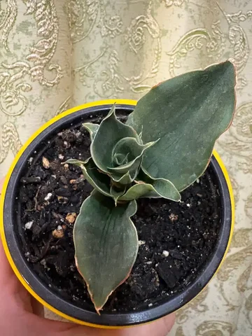 Сансивиерия Стар Роуз - Спецтехника в Оренбург