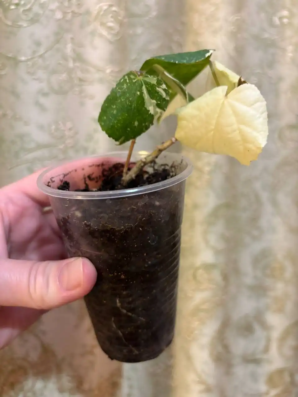 Гибискус комнатный - Растения (Хобби и отдых) в Оренбург