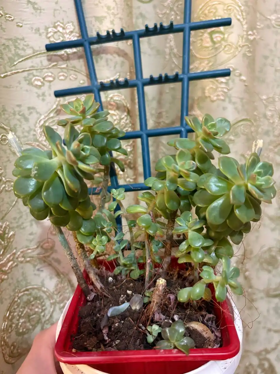 Продажа комнатных растений в Оренбурге - Барахолка в Оренбург