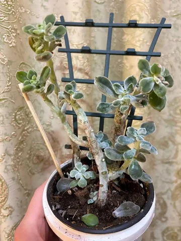 Суккулент в Оренбурге - Семена растений в Оренбург