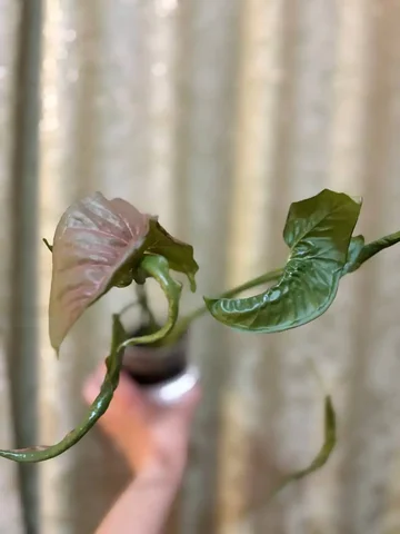 Продажа сингониума Рассаме Нак в Оренбурге - Спецтехника в Оренбург