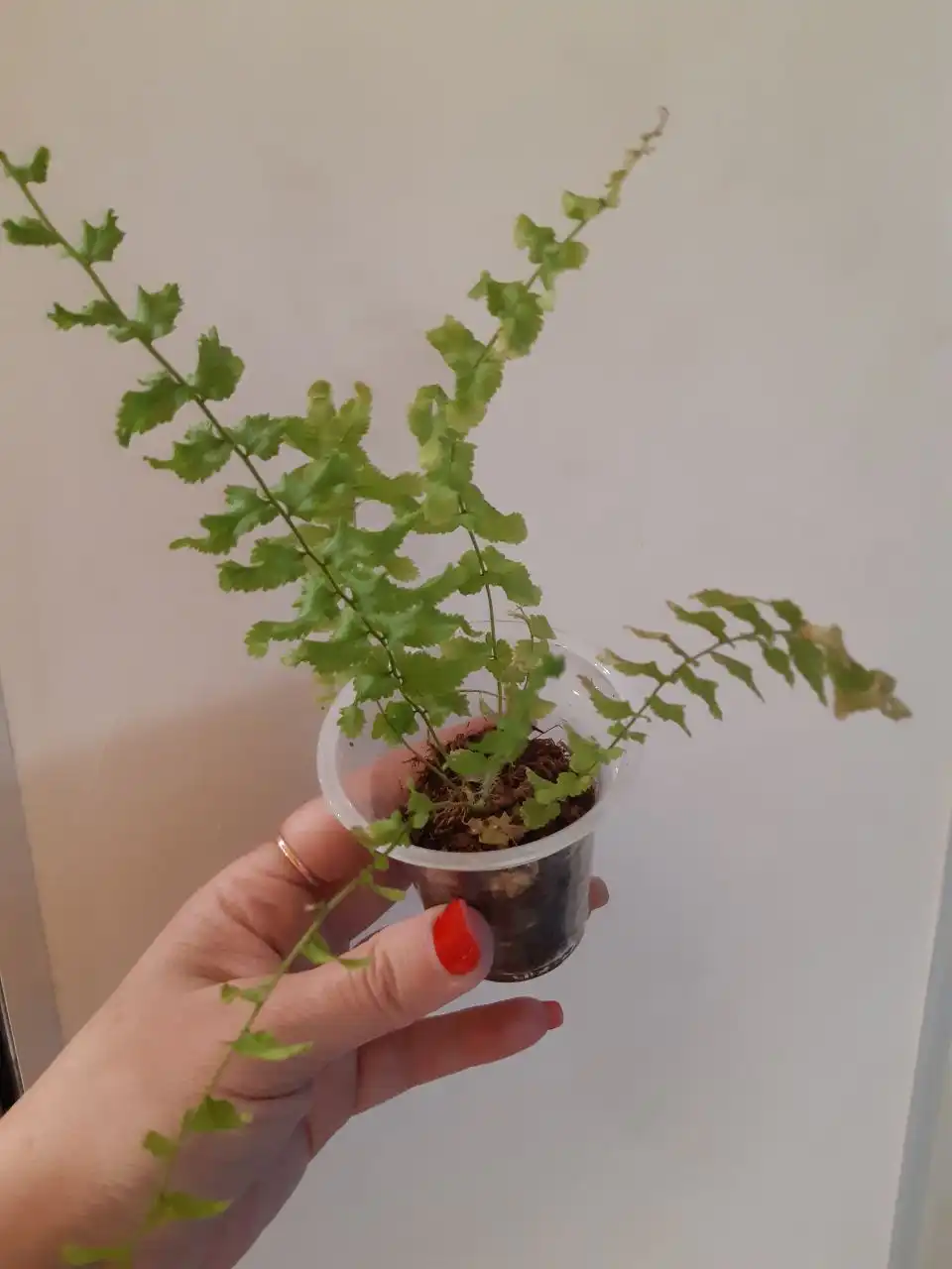 Папоротники комнатные растения - Комнатные растения (Хобби и отдых) в Оренбург