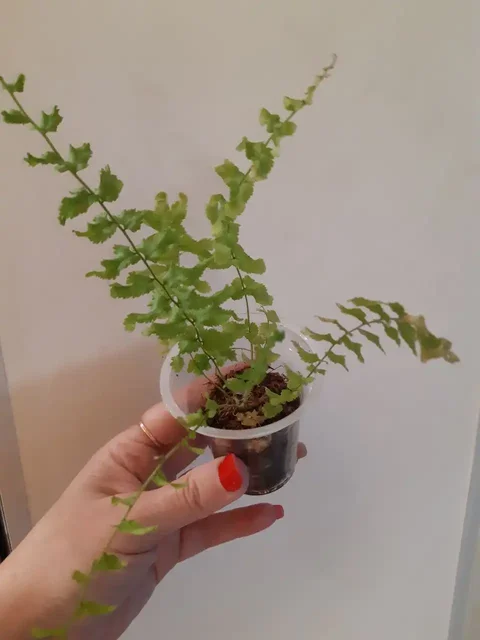 Папоротники комнатные растения - частное объявление в Оренбург