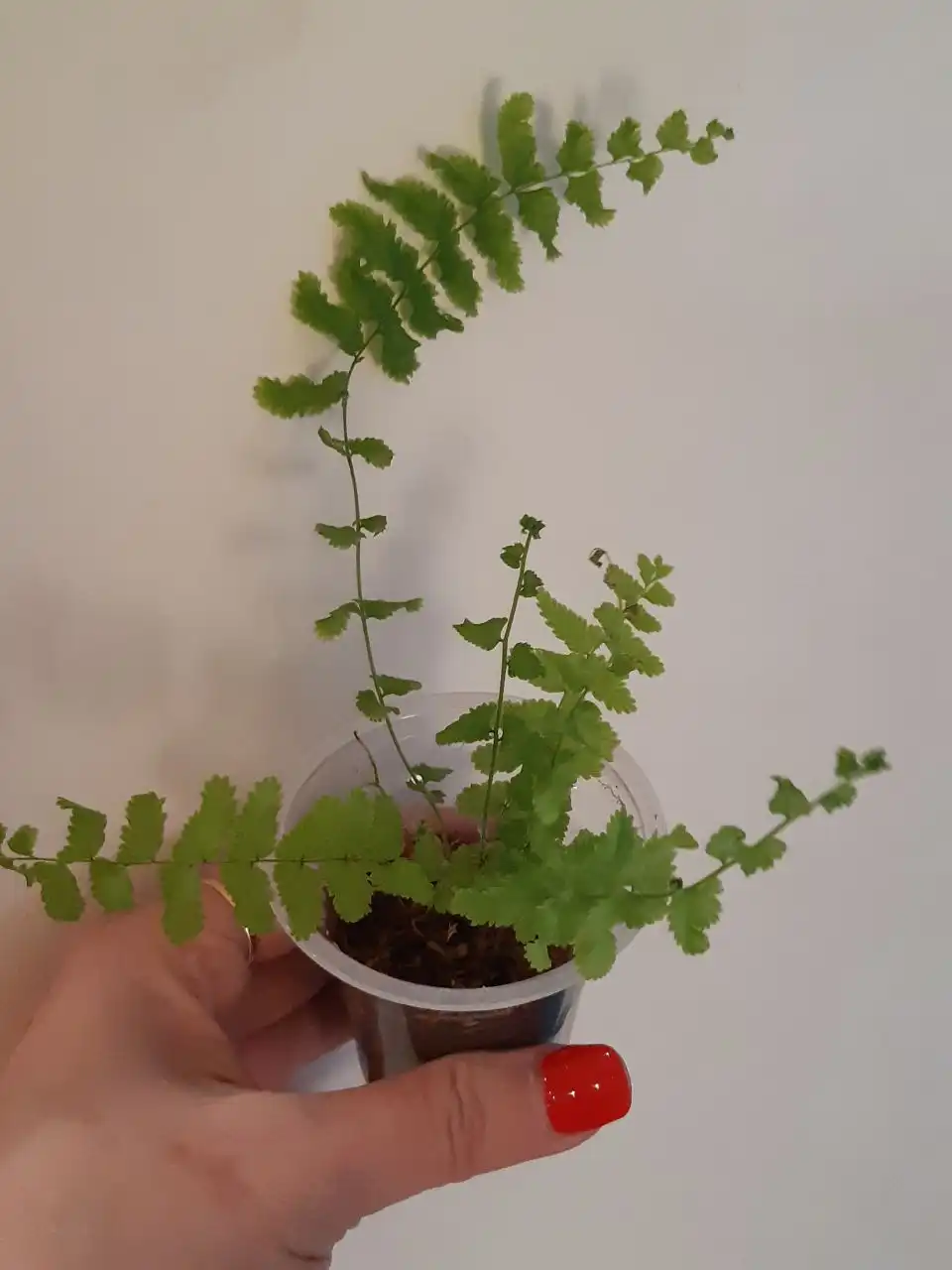 Папоротники комнатные растения - Комнатные растения (Хобби и отдых) в Оренбург