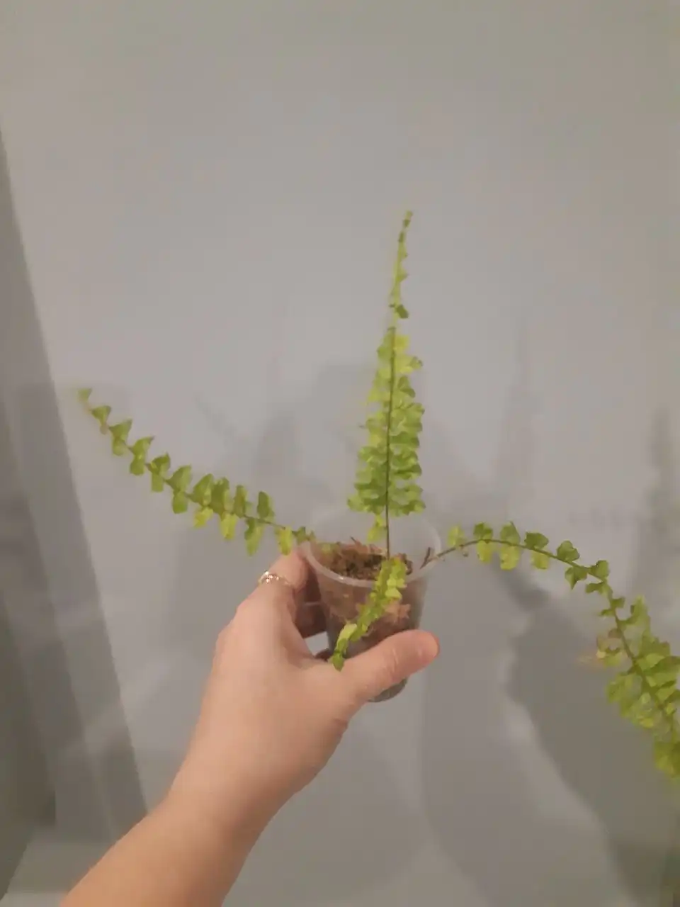 Папоротники комнатные растения - Комнатные растения (Хобби и отдых) в Оренбург