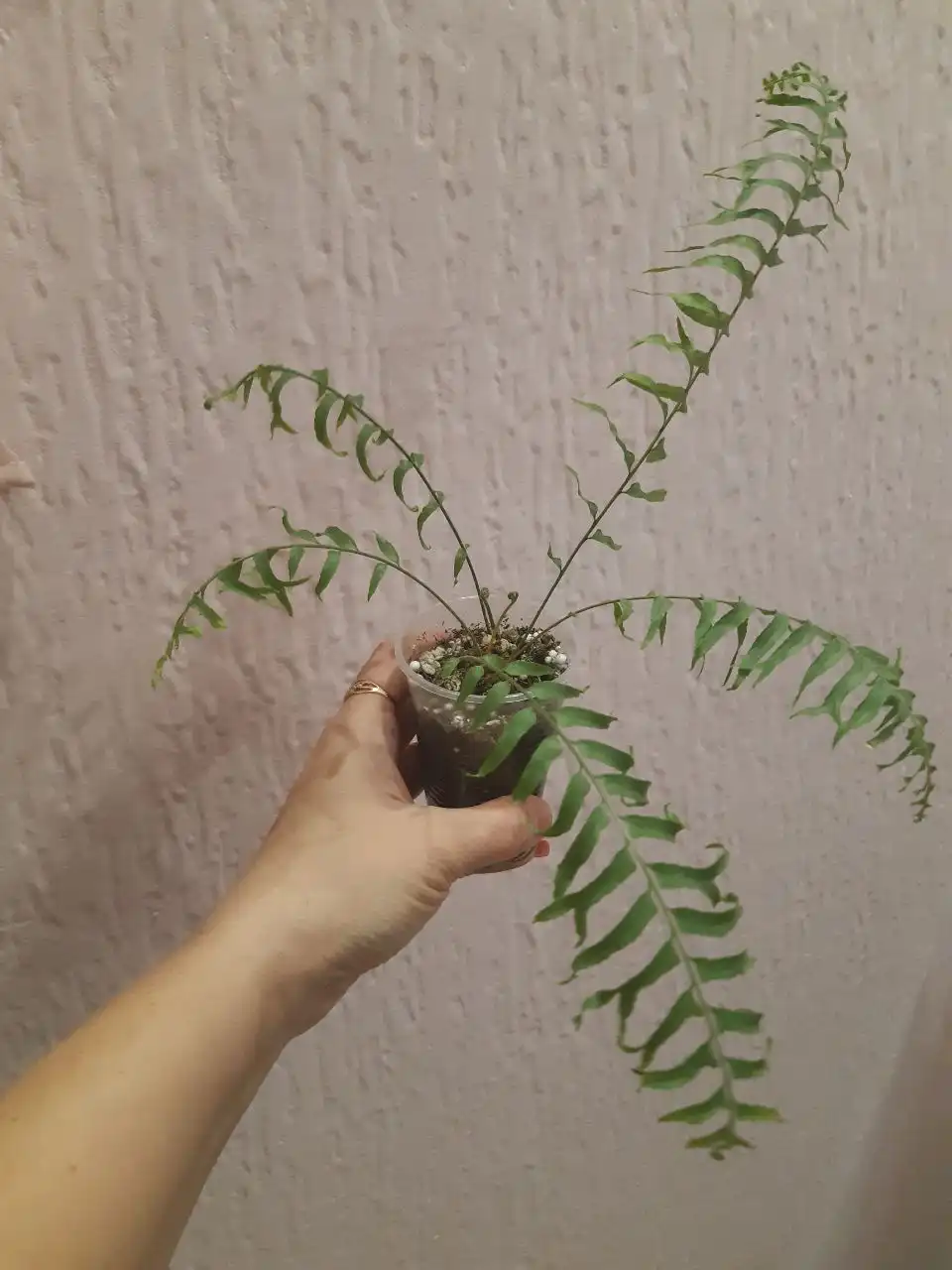 Папоротники комнатные растения - Комнатные растения (Хобби и отдых) в Оренбург