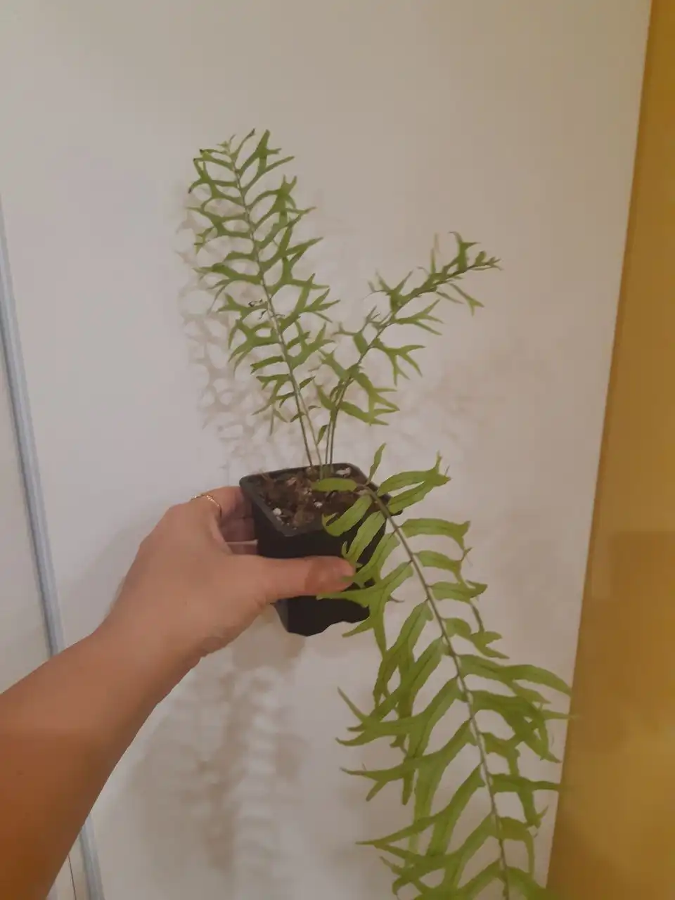 Папоротники комнатные растения - Комнатные растения (Хобби и отдых) в Оренбург