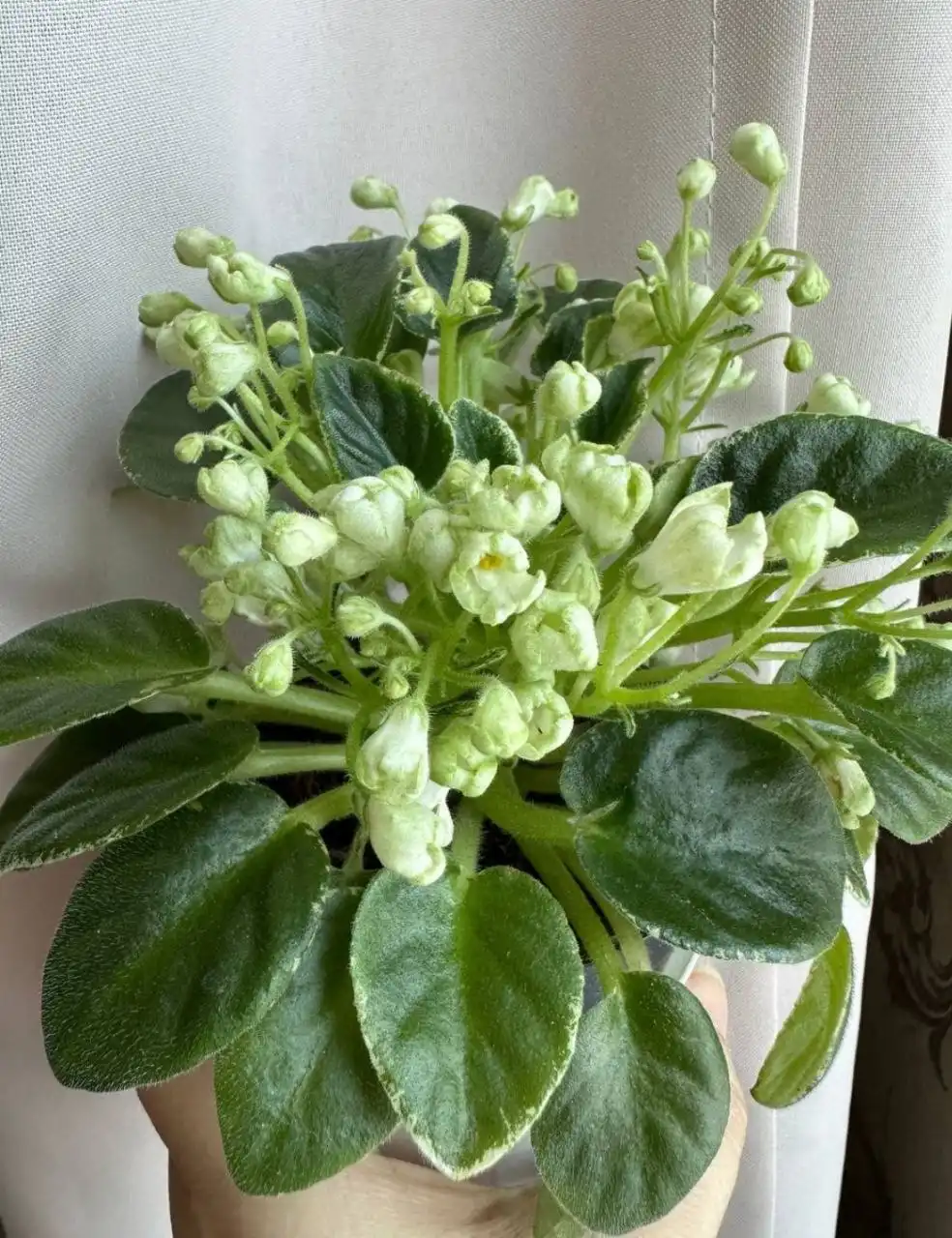 Комнатные растения в Оренбурге - Комнатные растения (Хобби и отдых) в Оренбург