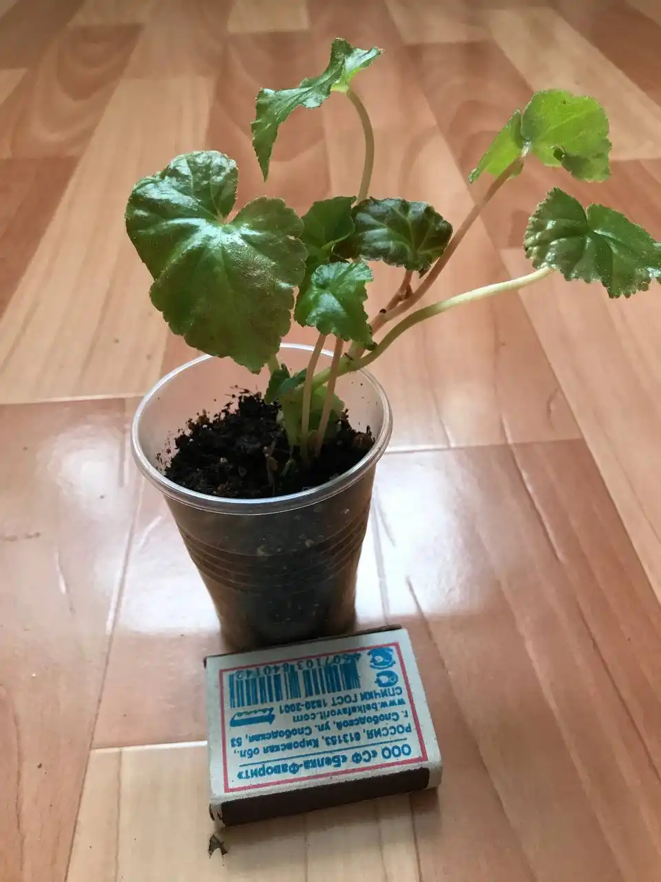 Укоренённые черенки бегоний Шардоне - Комнатные растения (Хобби и отдых) в Оренбург