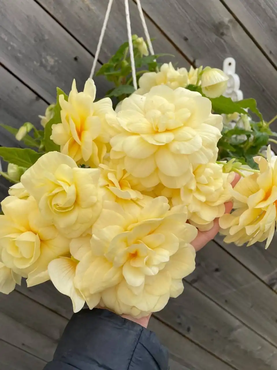 Укоренённые черенки бегоний Шардоне - Комнатные растения (Хобби и отдых) в Оренбург