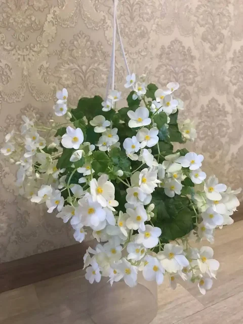 Черенки бегонии Глуар де Лорен - частное объявление в Оренбург