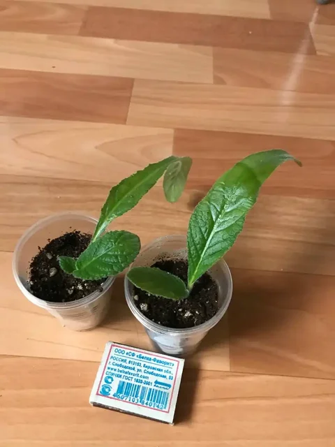 Продажа деток стрептокарпуса в Оренбурге - частное объявление в Оренбург