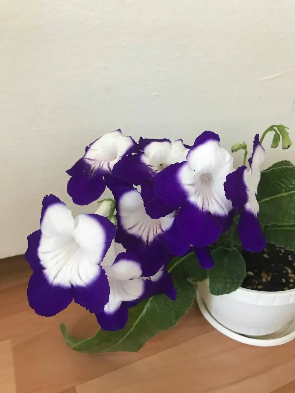 Продажа деток стрептокарпуса в Оренбурге - Комнатные растения (Хобби и отдых) в Оренбург