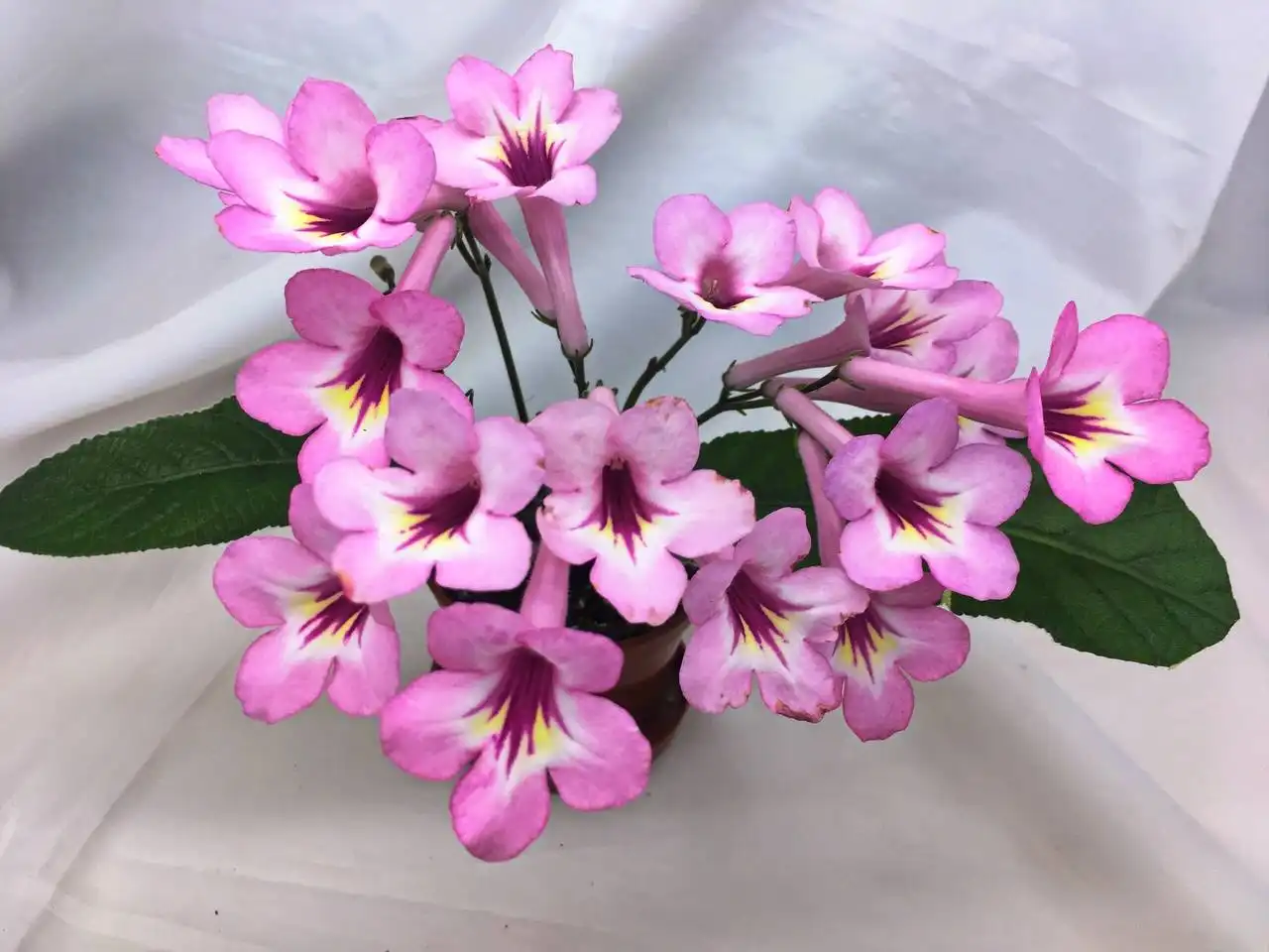 Продажа деток стрептокарпуса в Оренбурге - Комнатные растения (Хобби и отдых) в Оренбург