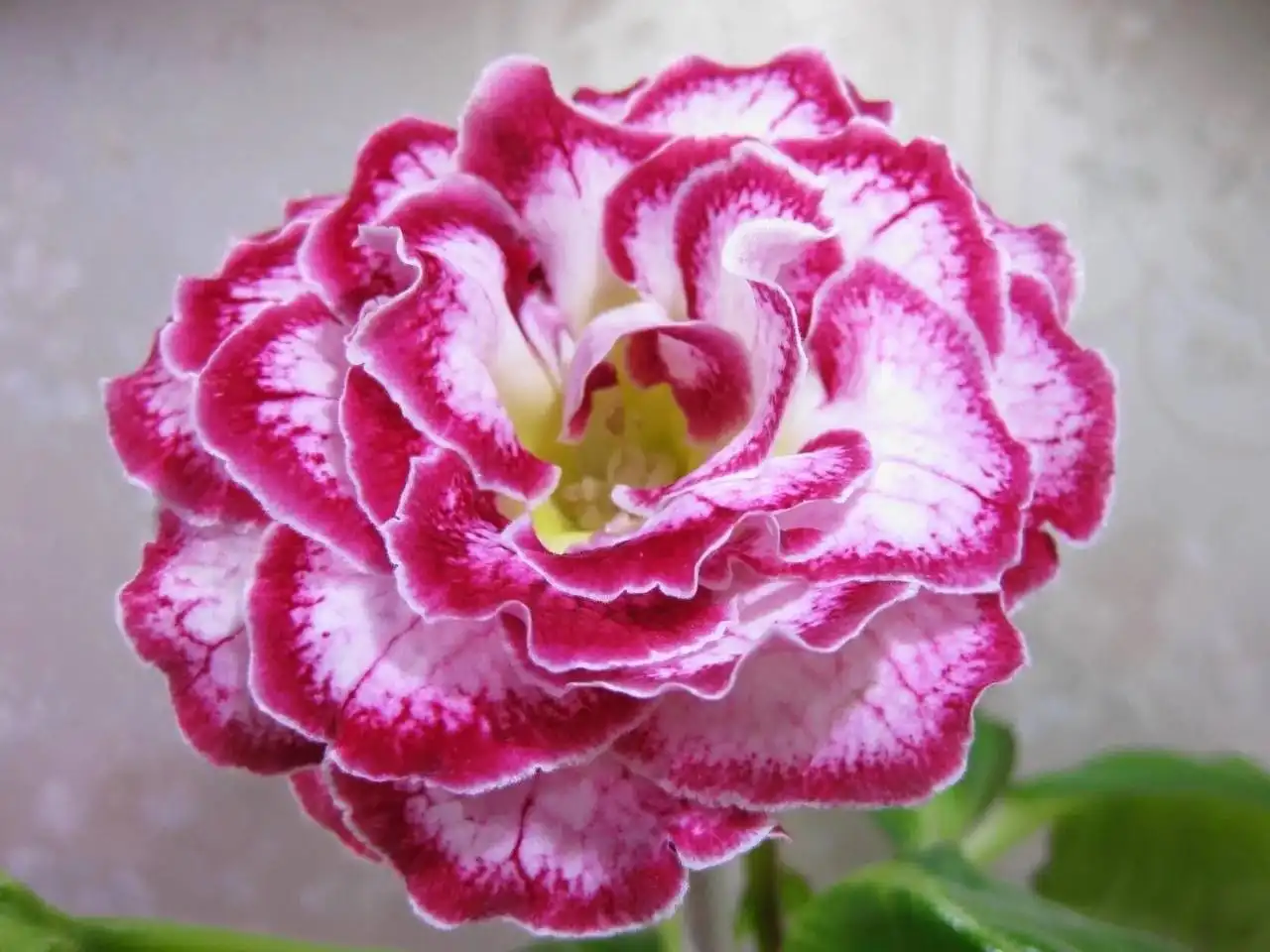 Продажа деток глоксинии - Комнатные растения (Хобби и отдых) в Оренбург