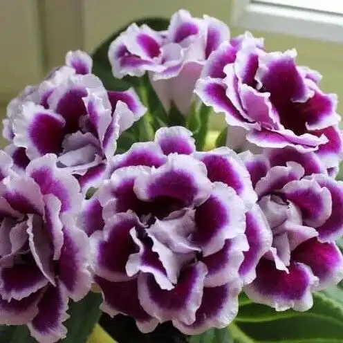 Продажа деток глоксинии - Комнатные растения (Хобби и отдых) в Оренбург